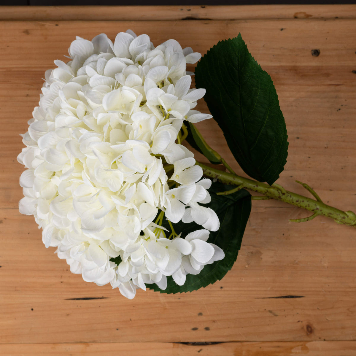 Oversized White Hydrangea - view 2