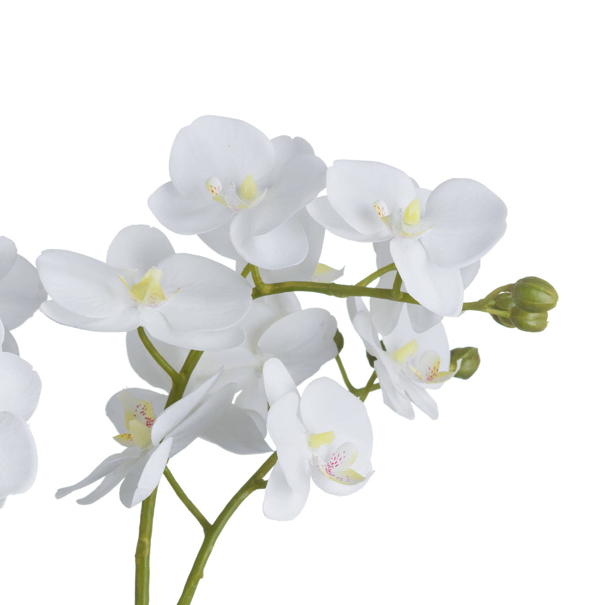 White Orchid In Glass Pot - view 3