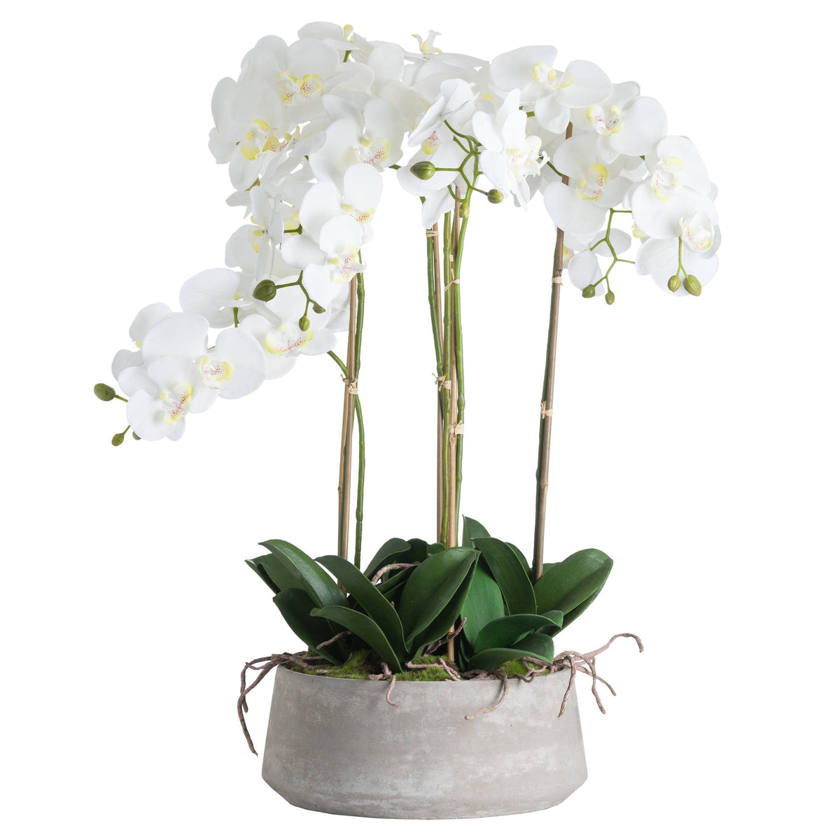 Large White Orchid In Stone Pot - view 2