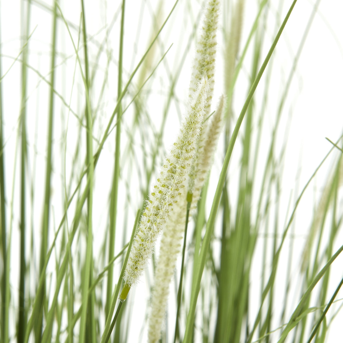 Large Onion Grass Plant In Pot - view 2