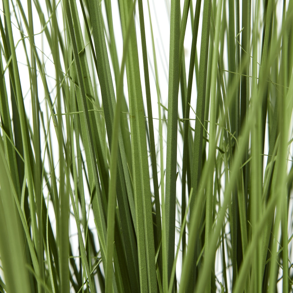 Large Onion Grass Plant In Pot - view 4