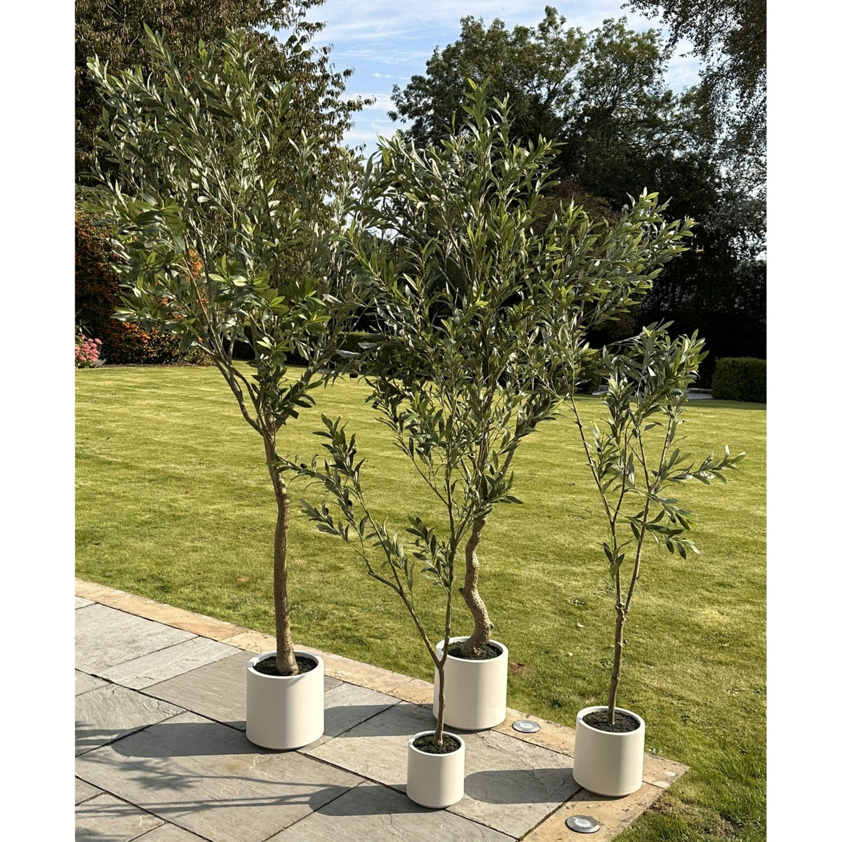 Apulia Olive Tree In White Pot 200cm - view 5