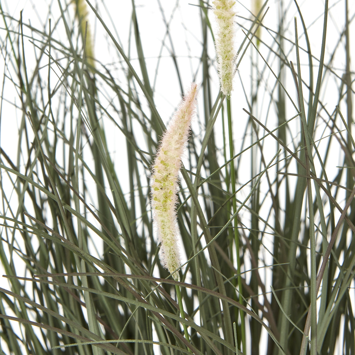 Fountain Grass Plant in Pot - view 2