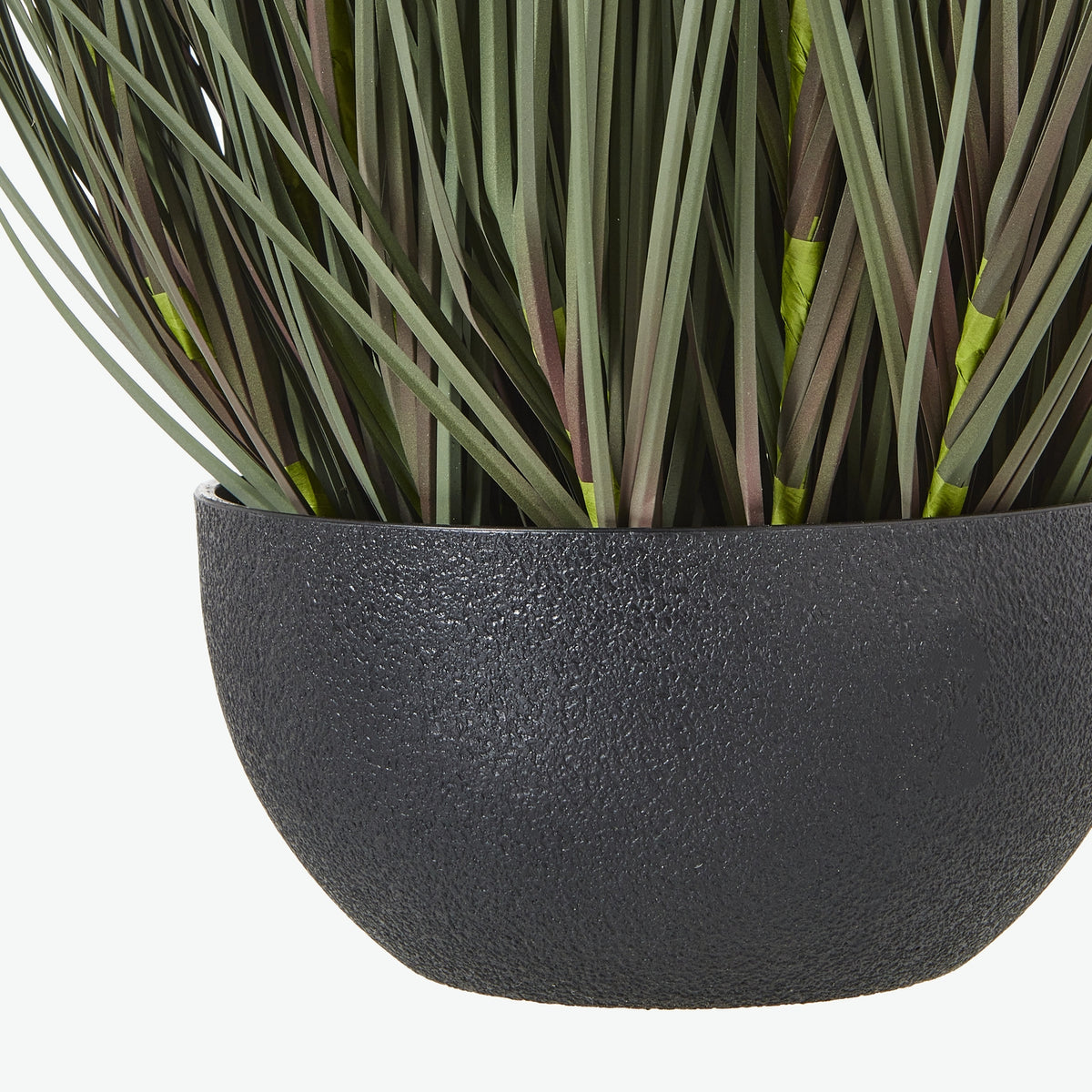Large Fountain Grass Plant In Pot - view 4