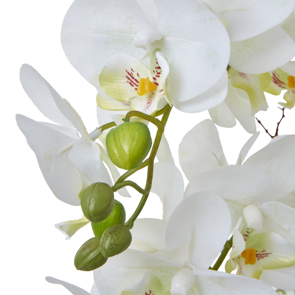 Large White Orchid In Ceramic Pot - view 2