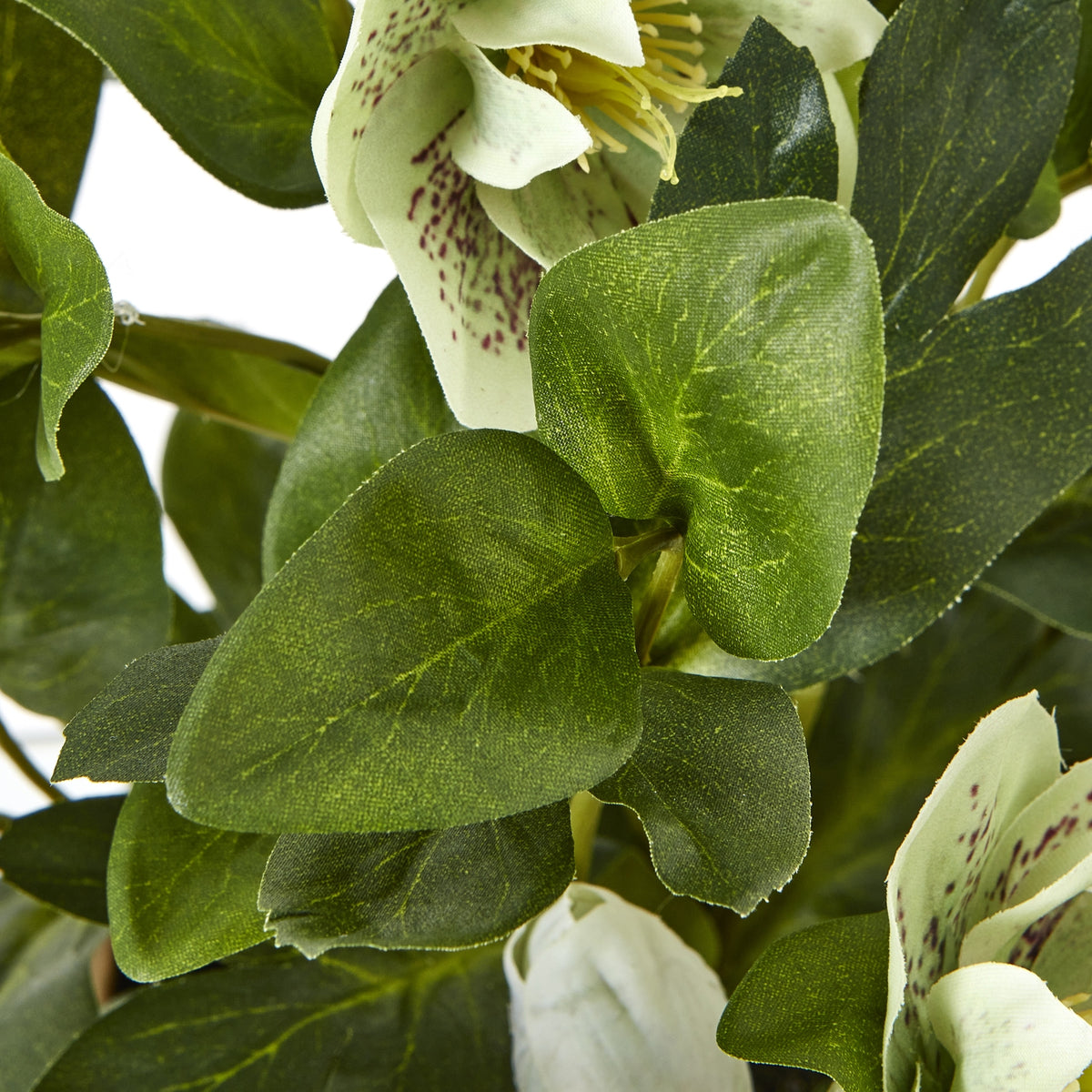 Green Hellebore Plant In Taupe Pot - view 3