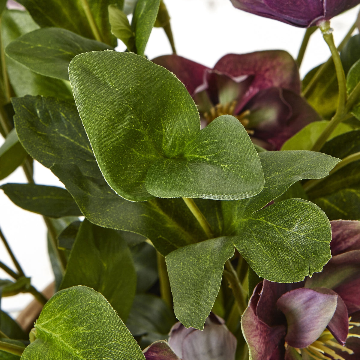 Deep Plum Hellebore Plant In Taupe Pot - view 3