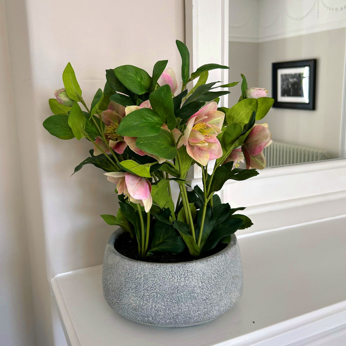 Variegated Pink Hellebore Plant In Grey Pot - view 2
