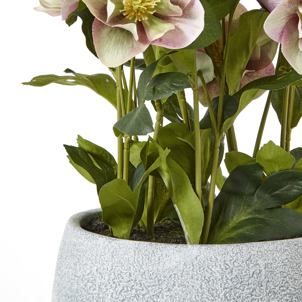 Variegated Pink Hellebore Plant In Grey Pot - view 4
