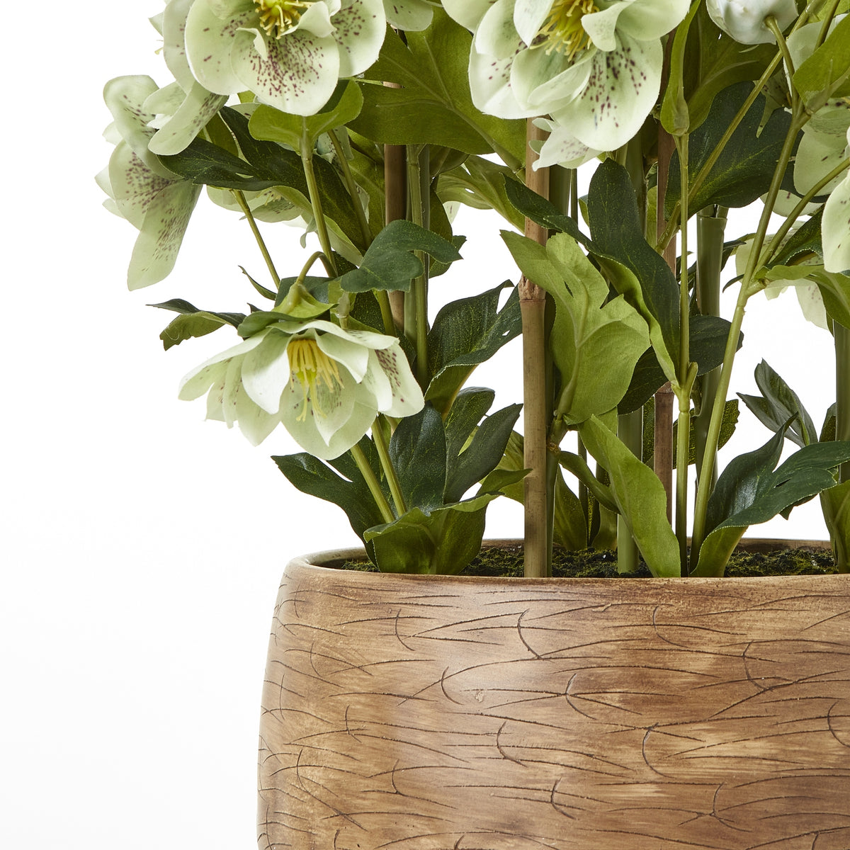 Large Green Hellebore In Taupe Pot - view 4