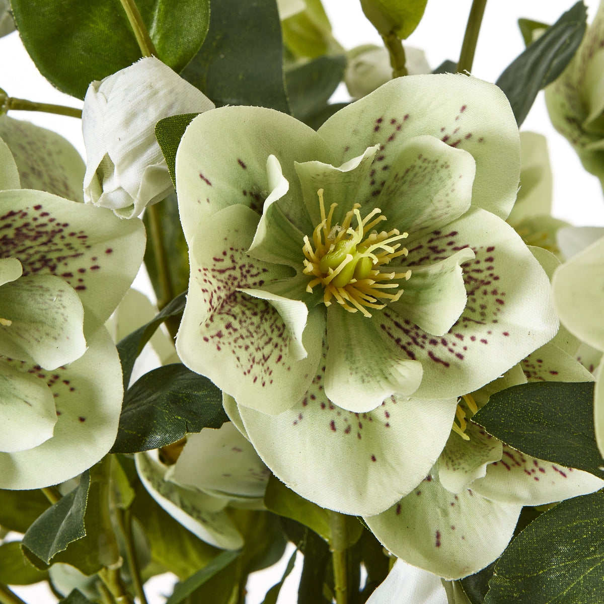 Large Green Hellebore In Taupe Pot - view 5
