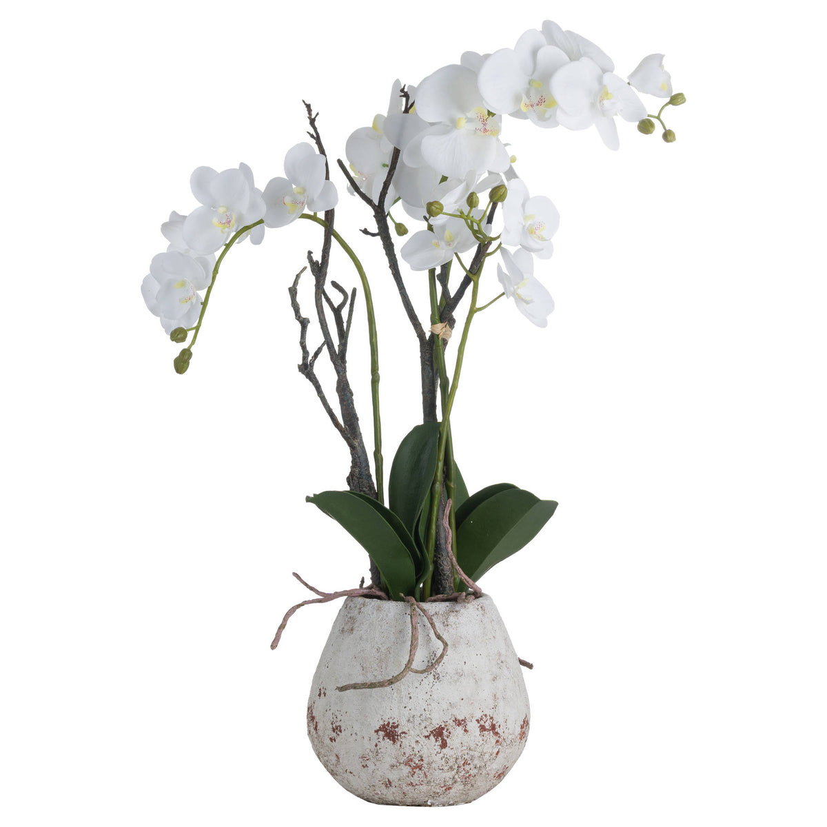 White Orchid In Stone Pot - view 2