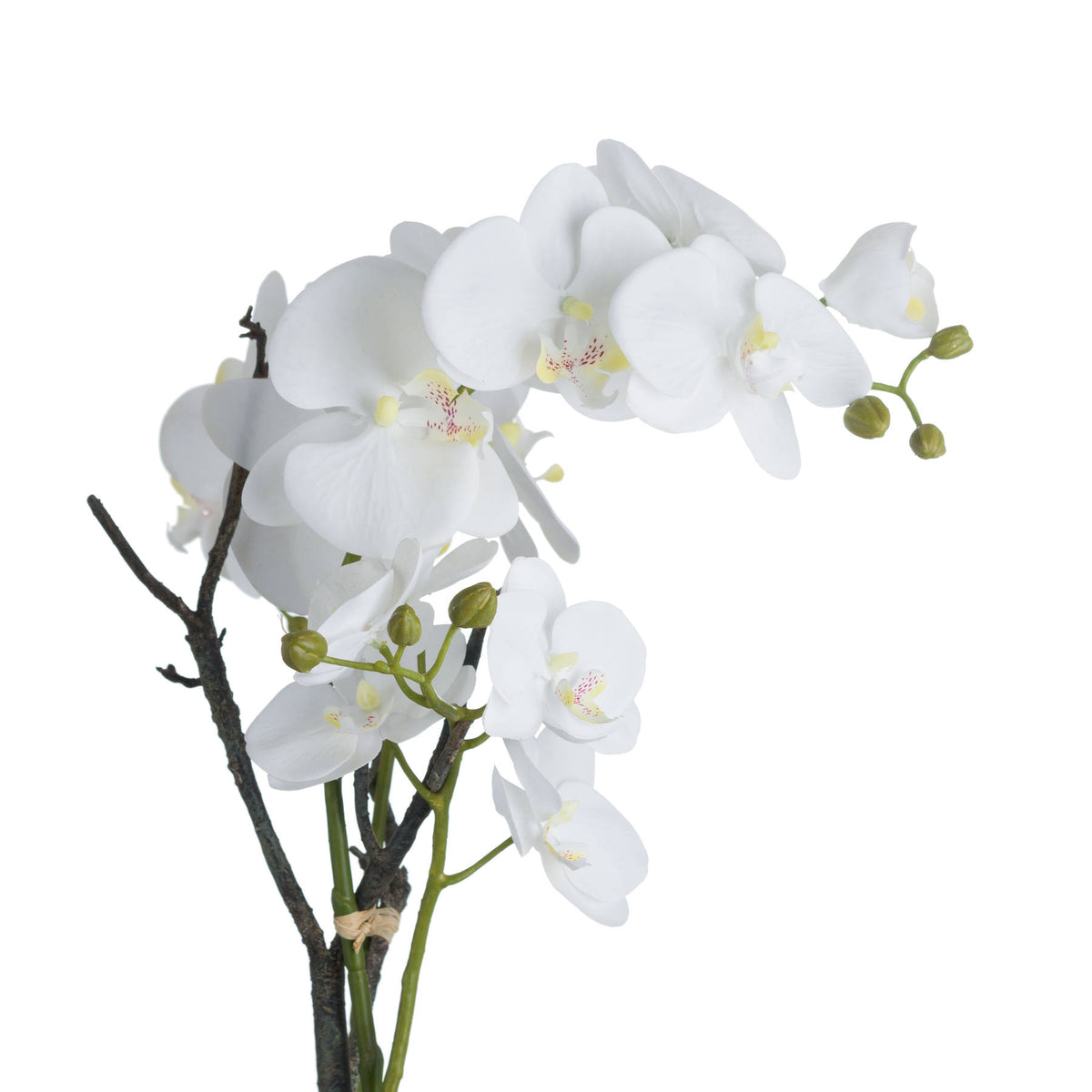 White Orchid In Stone Pot - view 3