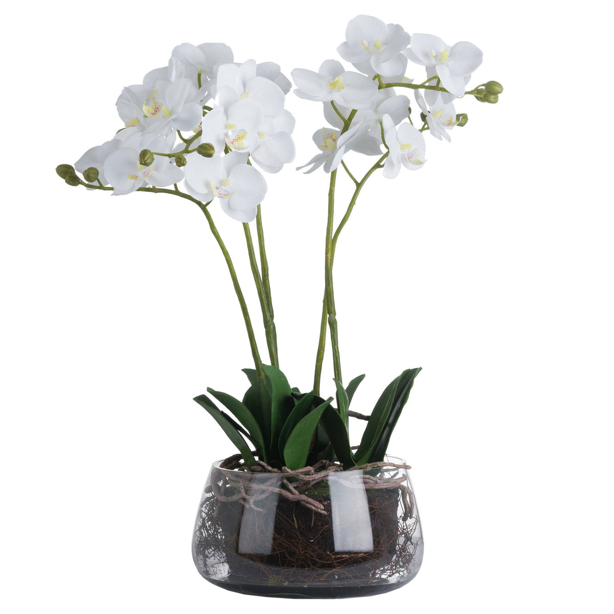 White Orchid In Glass Pot - view 2