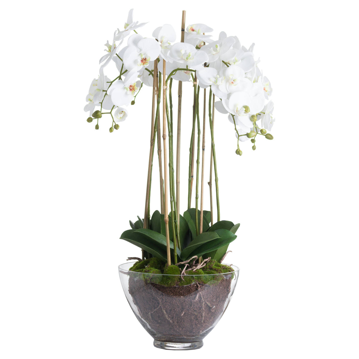 Large White Orchid In Glass Pot - view 2