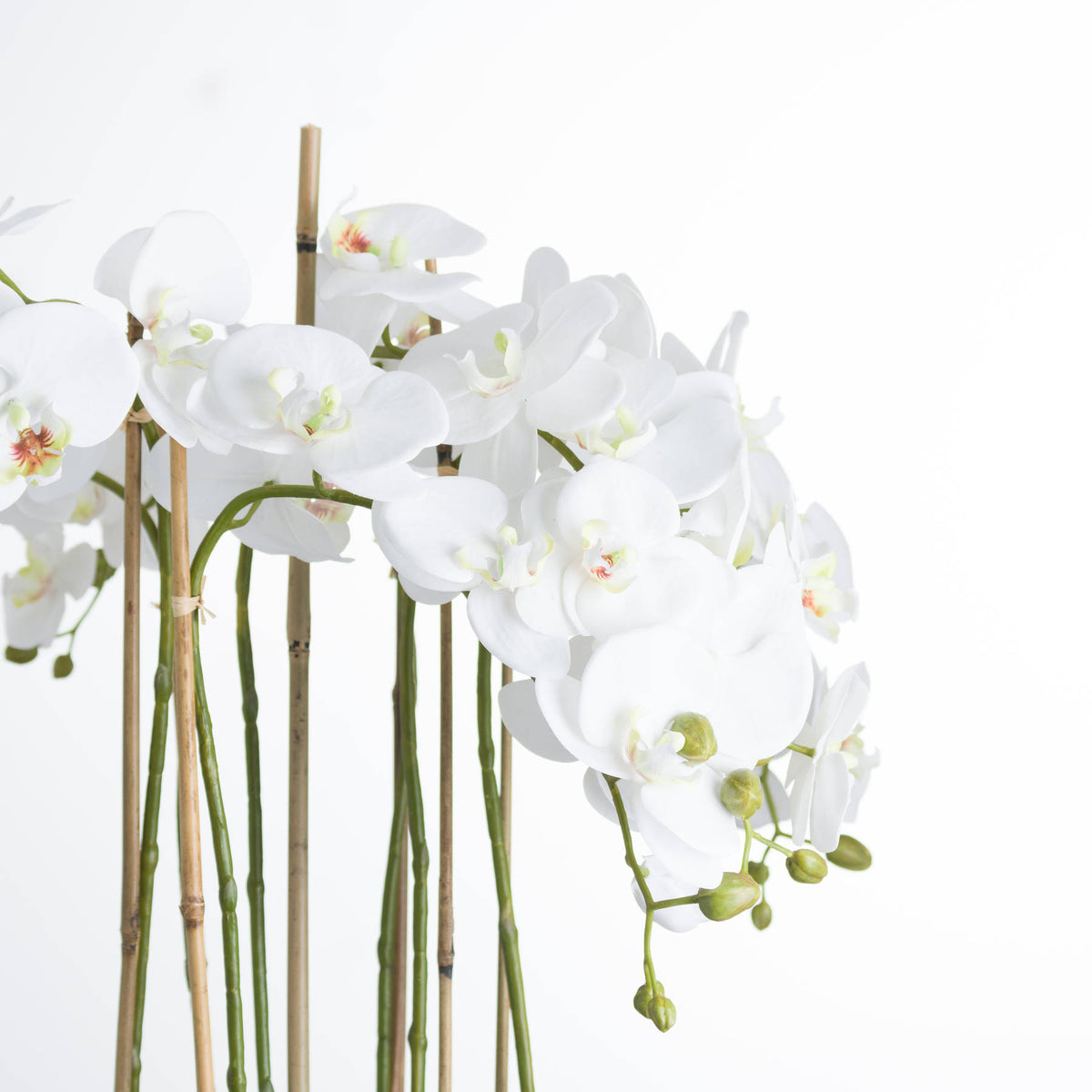 Large White Orchid In Glass Pot - view 3