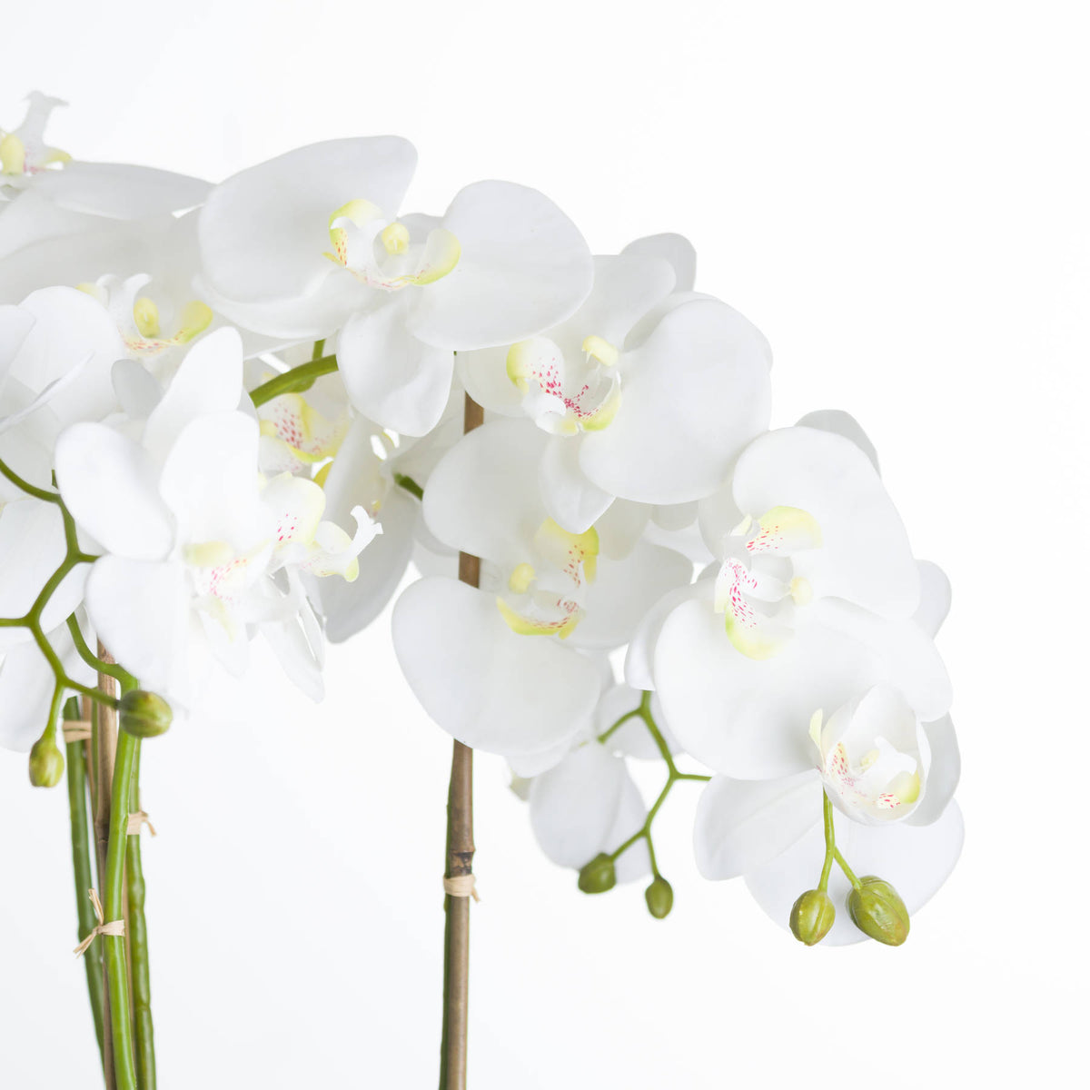 Large White Orchid In Stone Pot - view 3