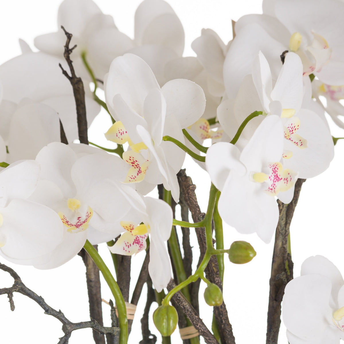 Large Stone Potted Orchid With Roots - view 2