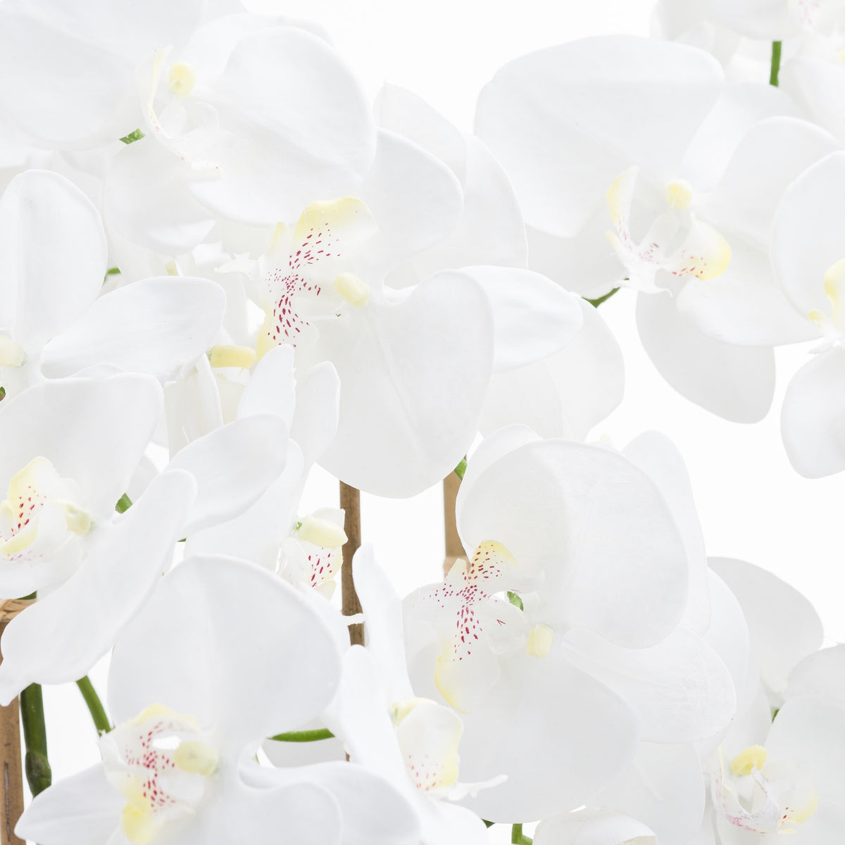 Large White Tall Orchid In Glass Pot - view 2