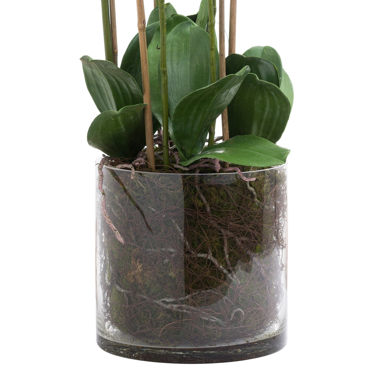 Large White Tall Orchid In Glass Pot - view 3