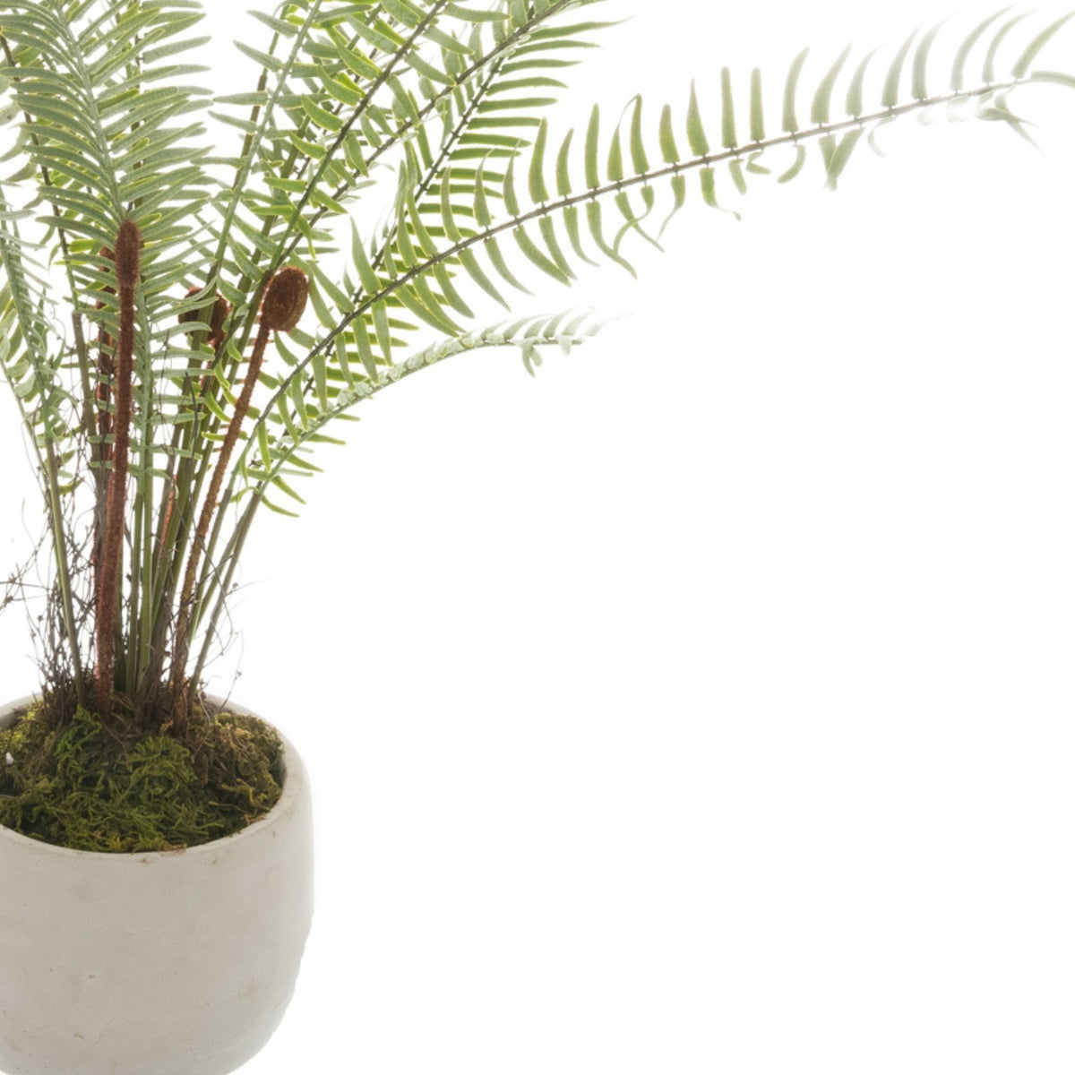 White Potted Boston Fern - view 2