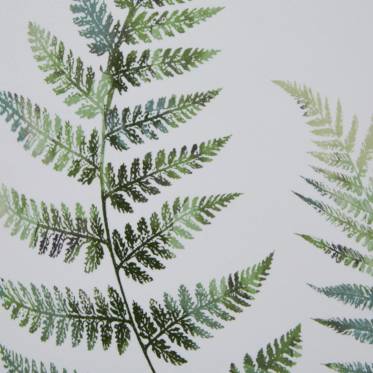 Watercolour Fern Duo in Washed Wood Frame - view 3
