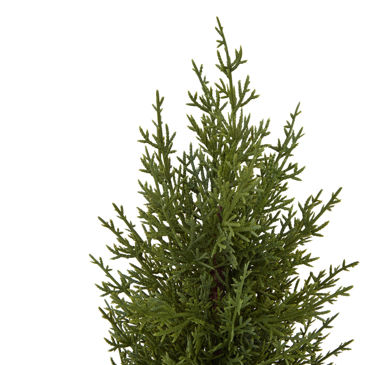 Small Green Fir Tree In Wood Log - view 2