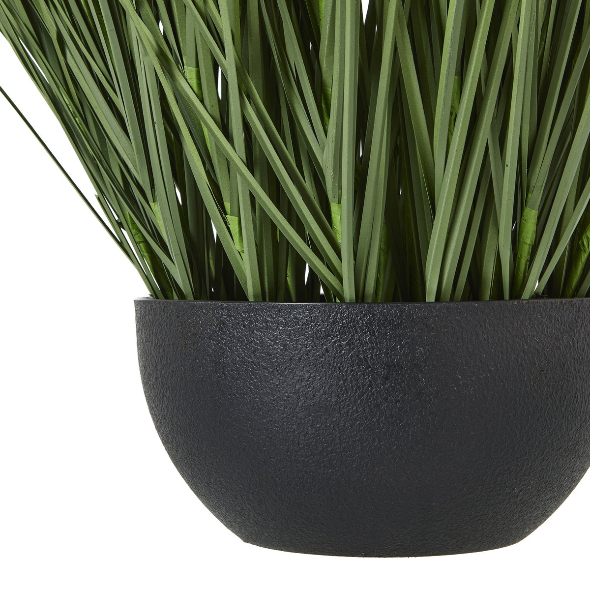 Large Onion Grass Plant In Pot - view 3