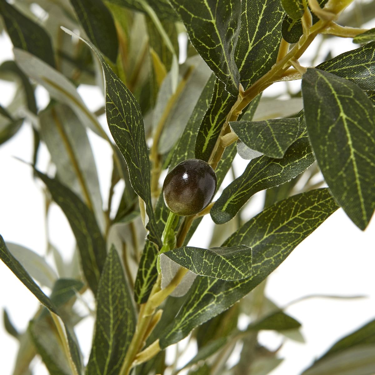 Apulia Olive Tree in White Pot 210cm - view 2