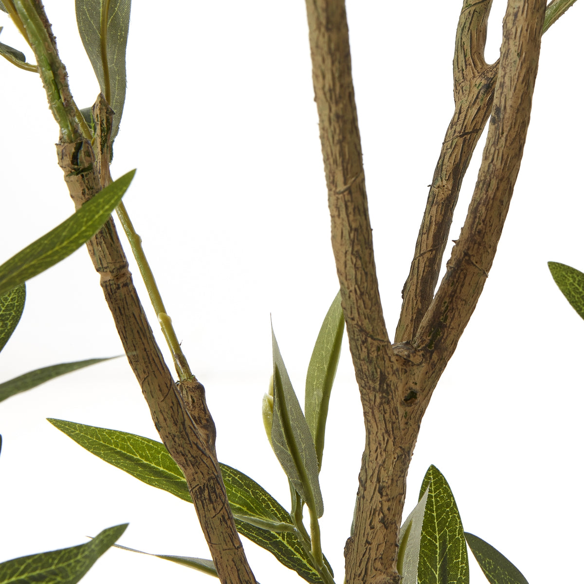 Apulia Olive Tree in White Pot 210cm - view 3