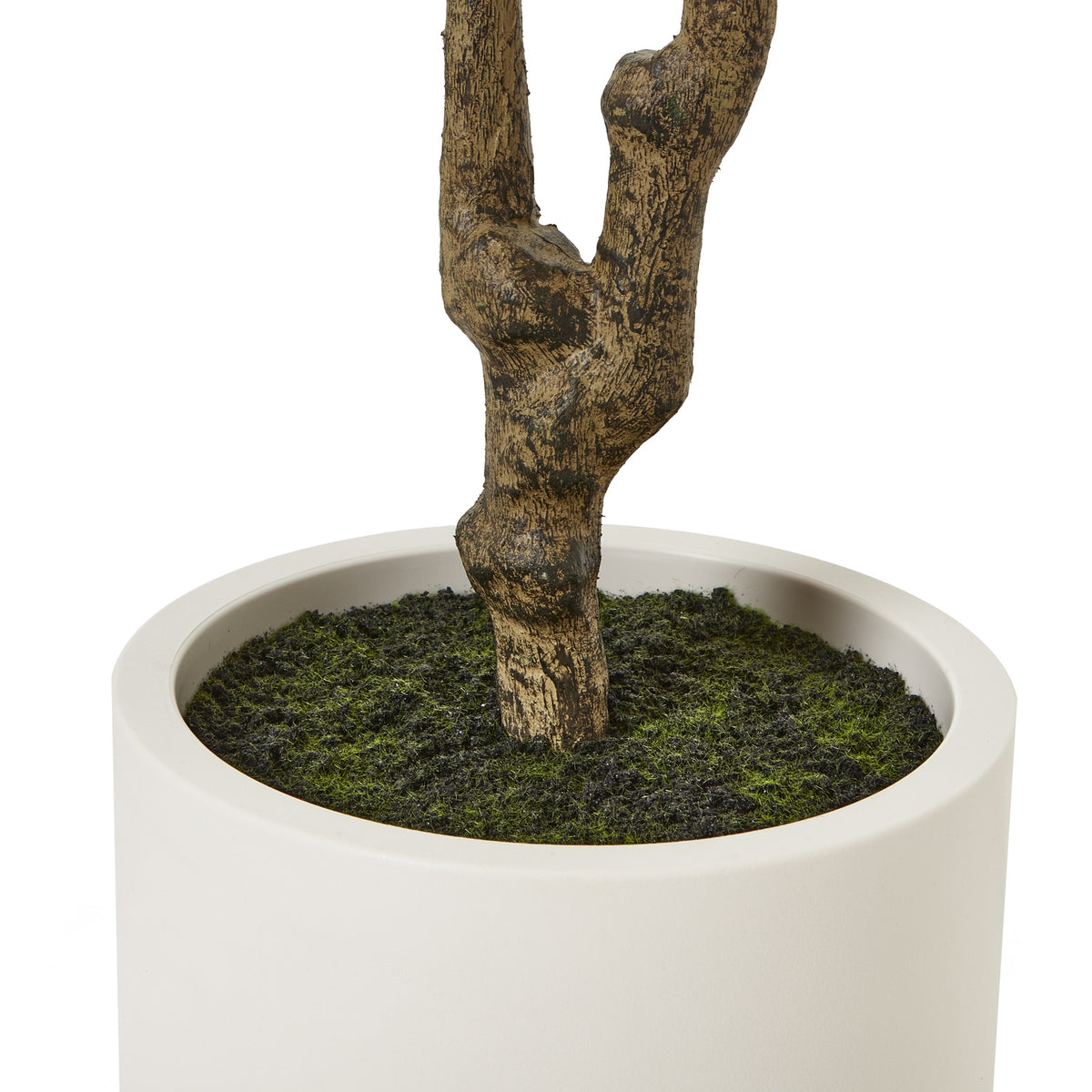 Apulia Olive Tree in White Pot 210cm - view 4