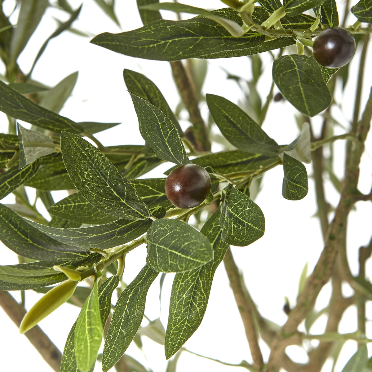 Apulia Olive Tree In White Pot 240cm - view 2