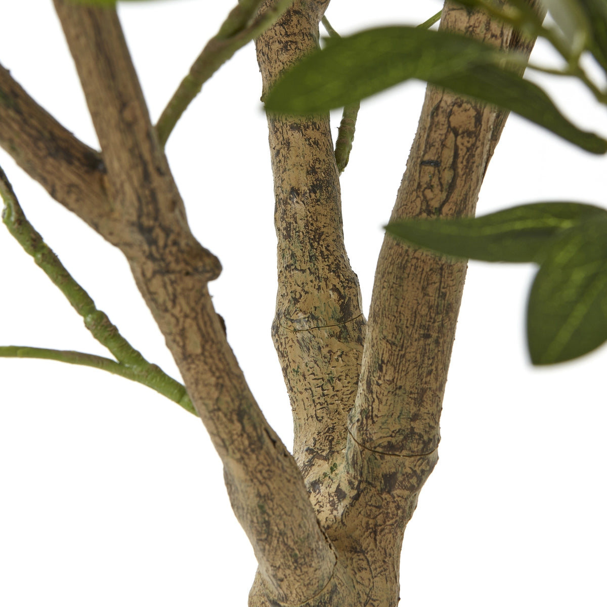 Apulia Olive Tree In White Pot 240cm - view 3