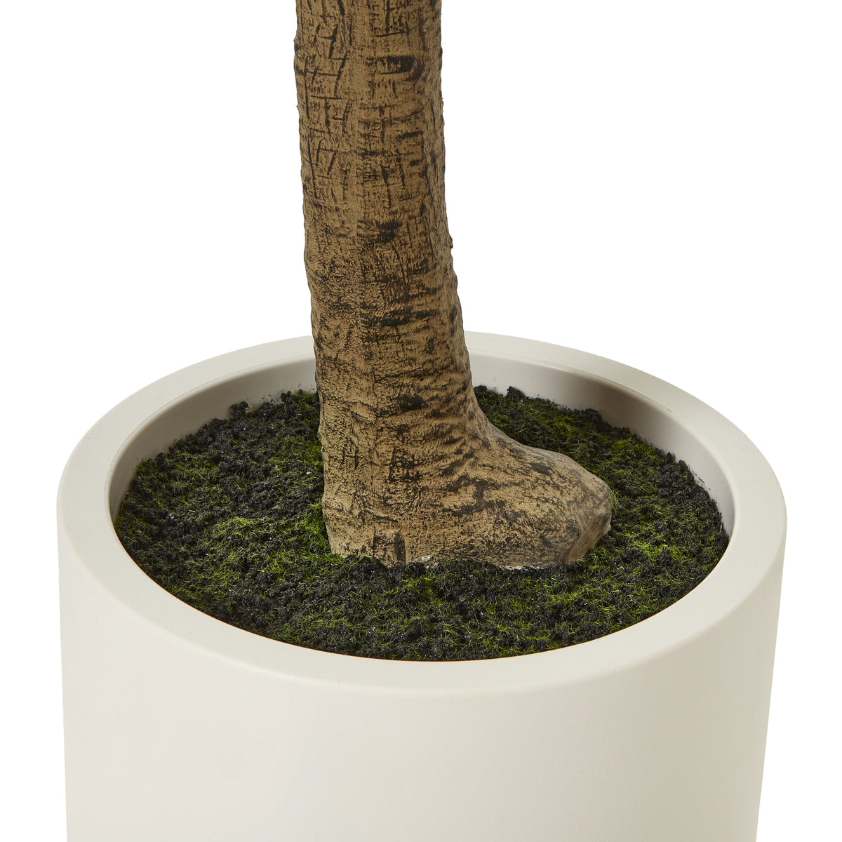 Apulia Olive Tree In White Pot 240cm - view 4