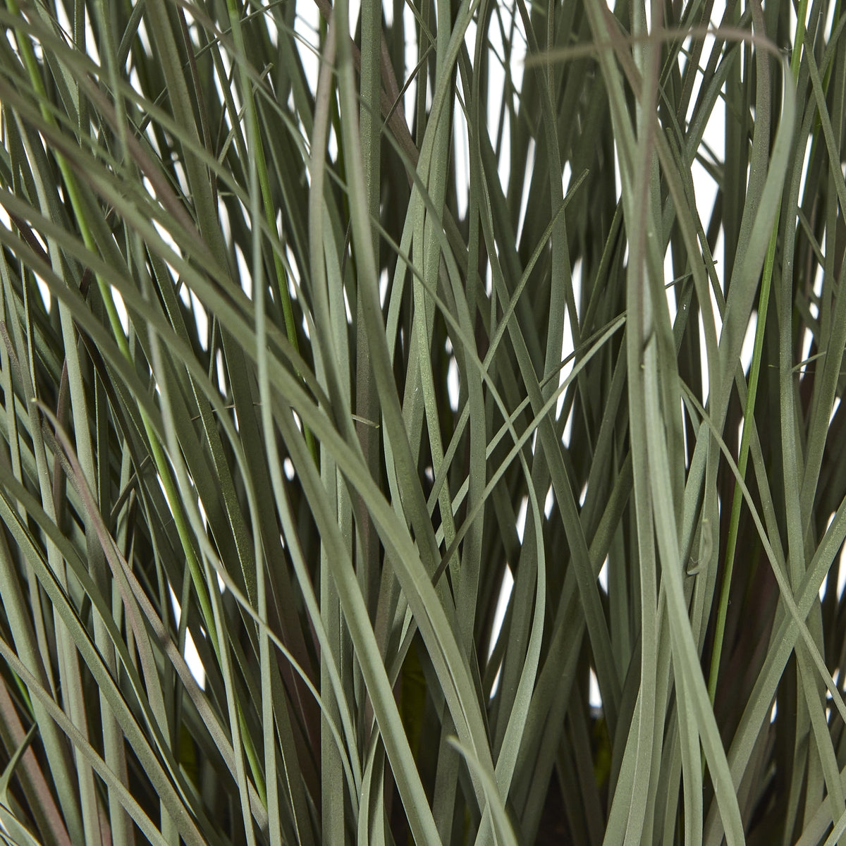 Fountain Grass Plant in Pot - view 3