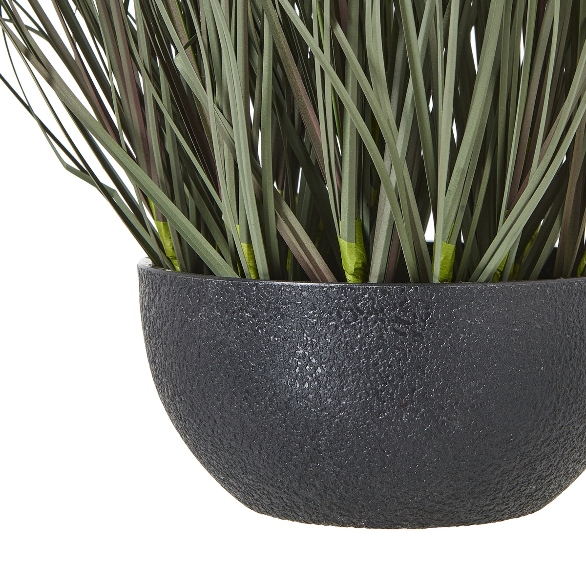 Fountain Grass Plant in Pot - view 4