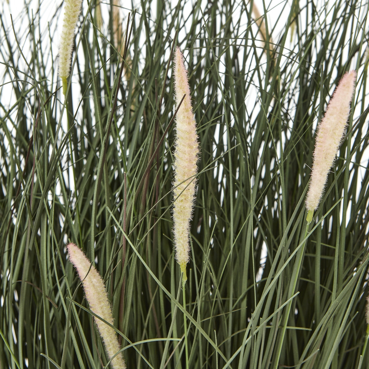 Large Fountain Grass Plant In Pot - view 2