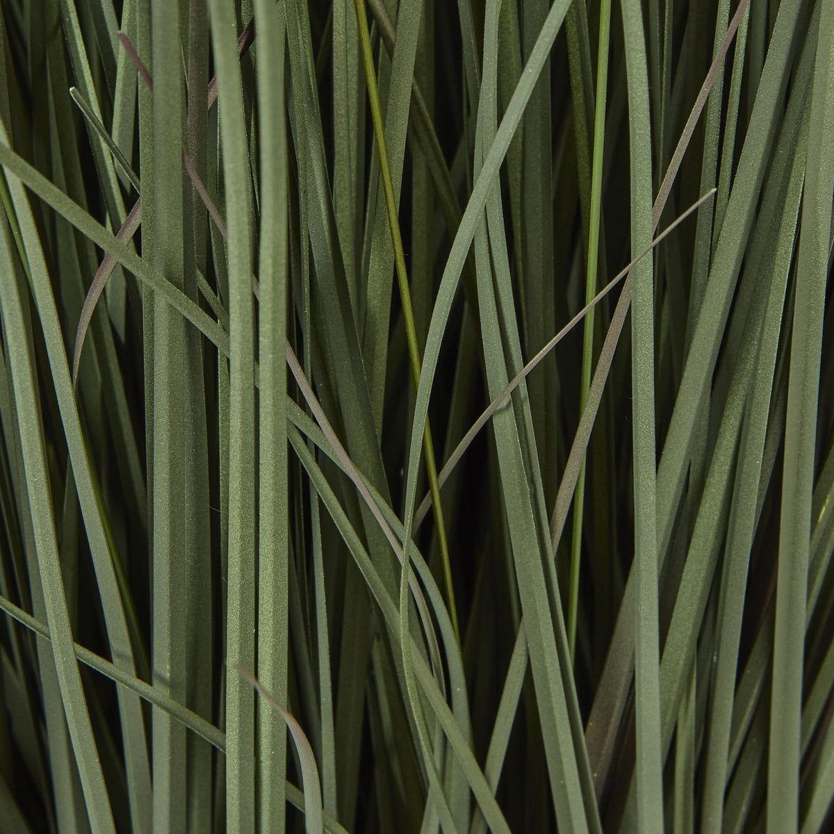 Large Fountain Grass Plant In Pot - view 3