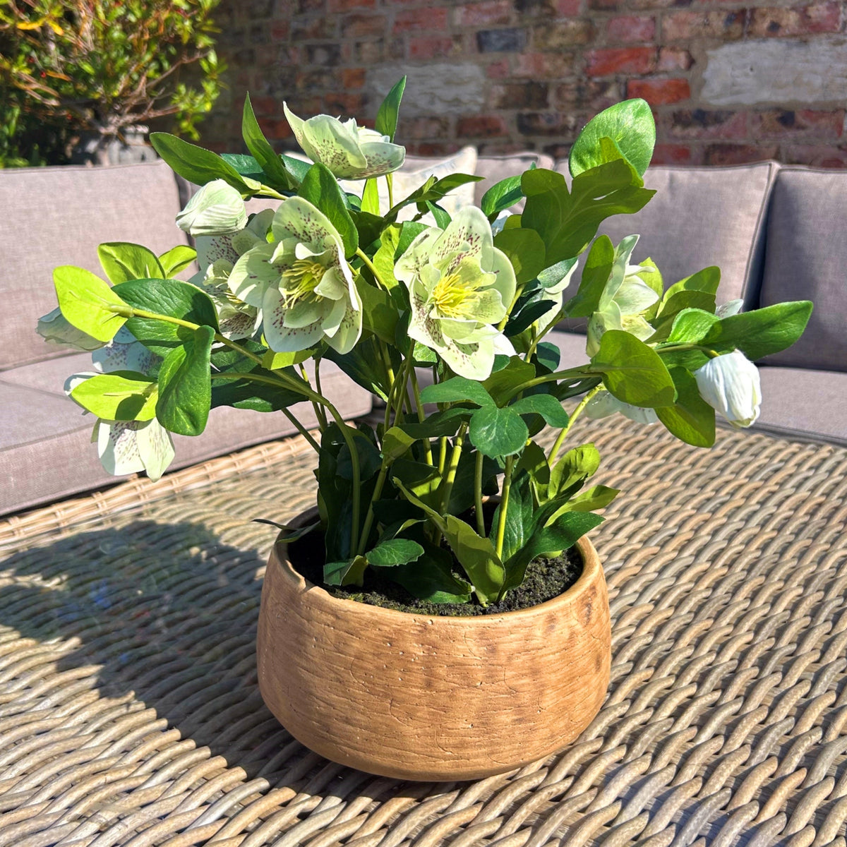 Green Hellebore Plant In Taupe Pot - view 2