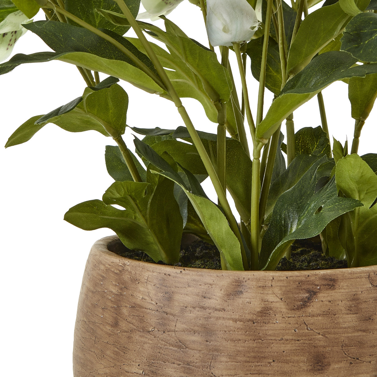 Green Hellebore Plant In Taupe Pot - view 4
