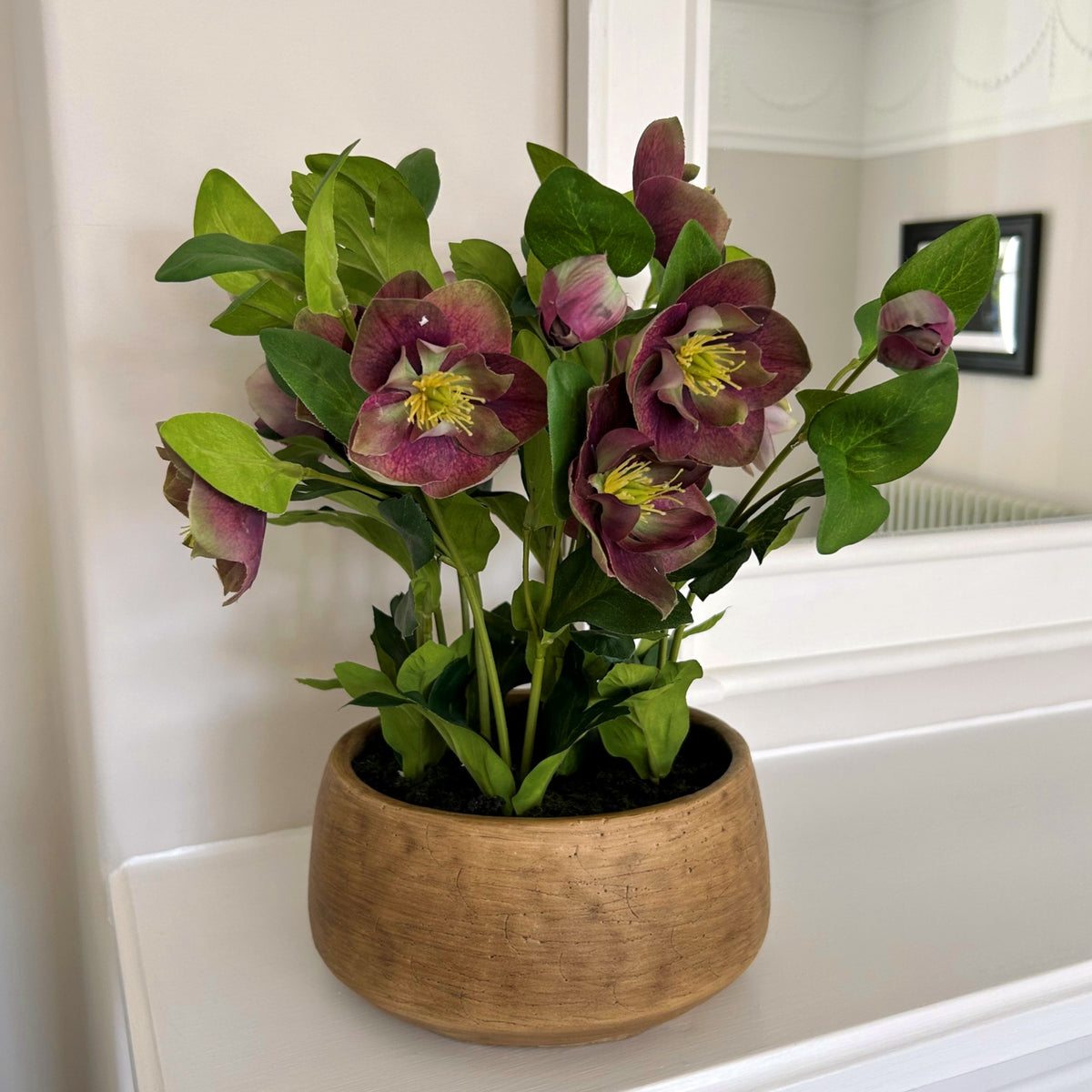 Deep Plum Hellebore Plant In Taupe Pot - view 2