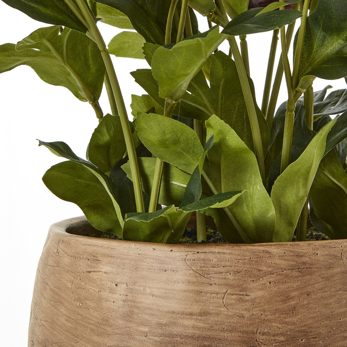 Deep Plum Hellebore Plant In Taupe Pot - view 4