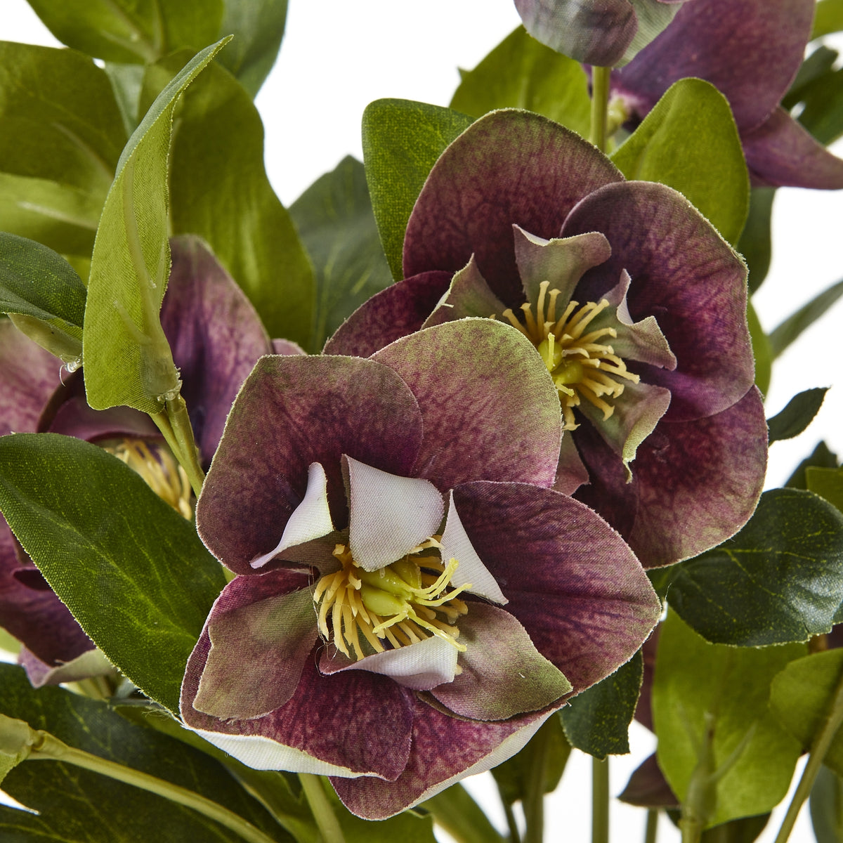 Deep Plum Hellebore Plant In Taupe Pot - view 5
