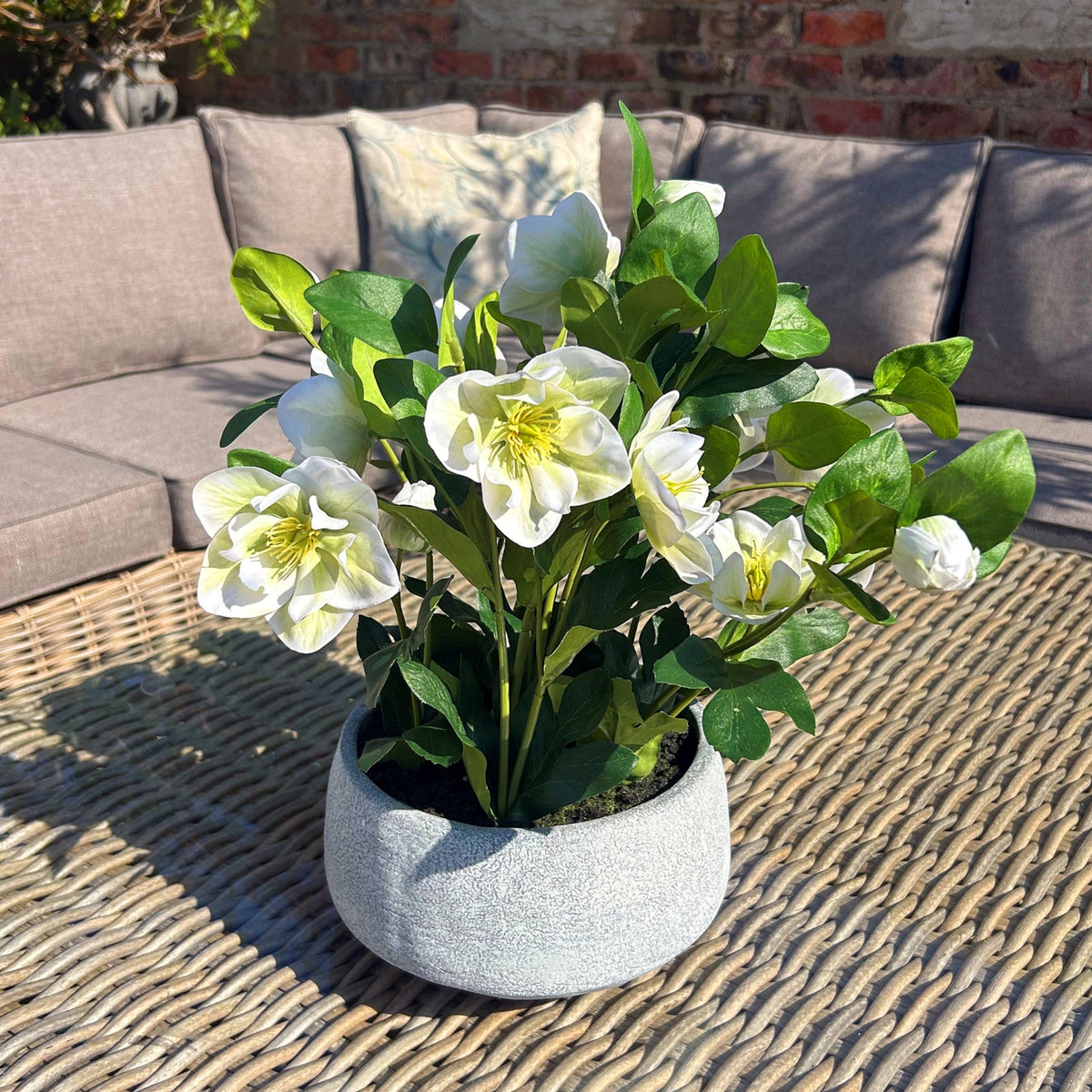 White Hellebore Plant In Grey Pot - view 2