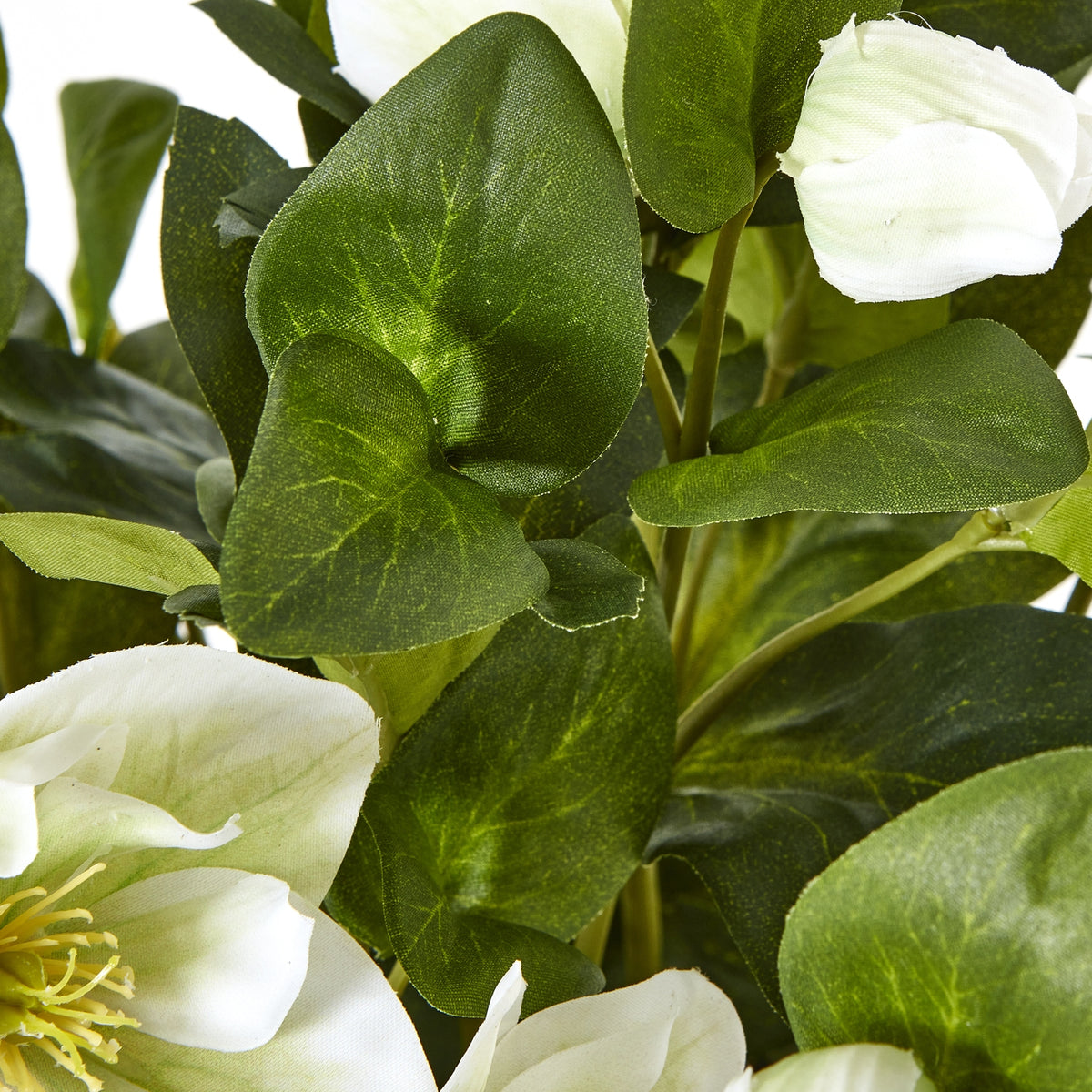 White Hellebore Plant In Grey Pot - view 3