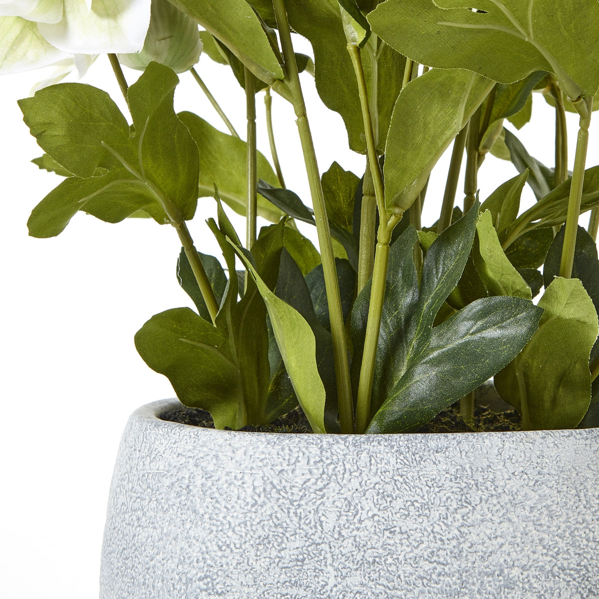 White Hellebore Plant In Grey Pot - view 4
