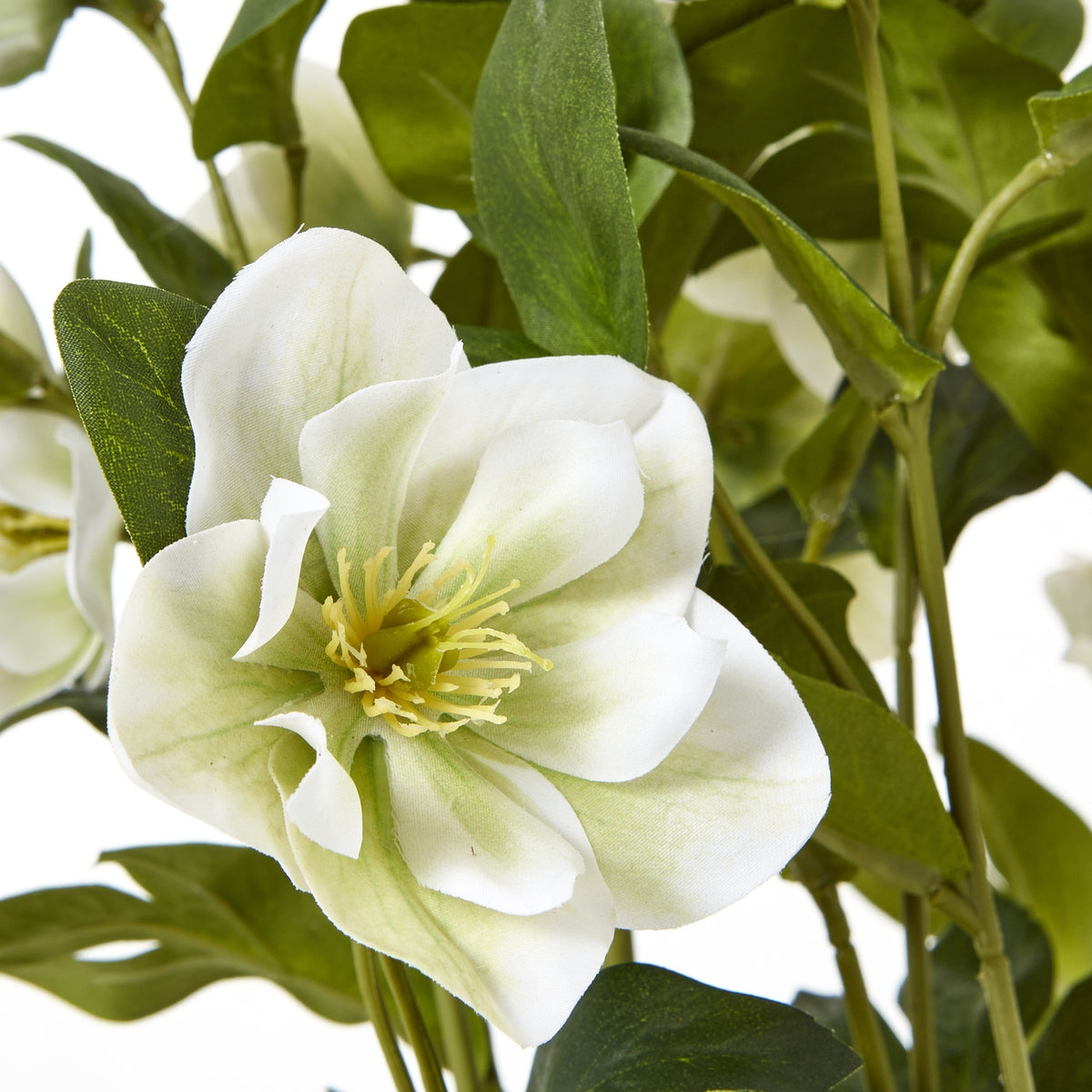 White Hellebore Plant In Grey Pot - view 5