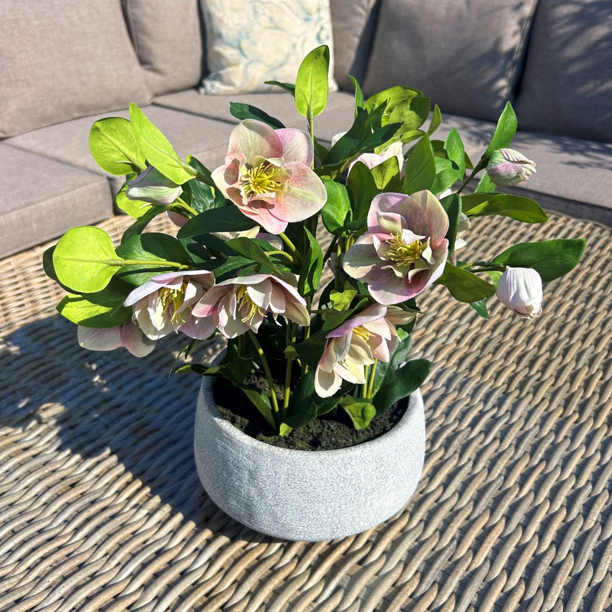 Variegated Pink Hellebore Plant In Grey Pot - view 3