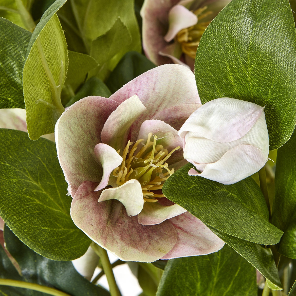 Variegated Pink Hellebore Plant In Grey Pot - view 5