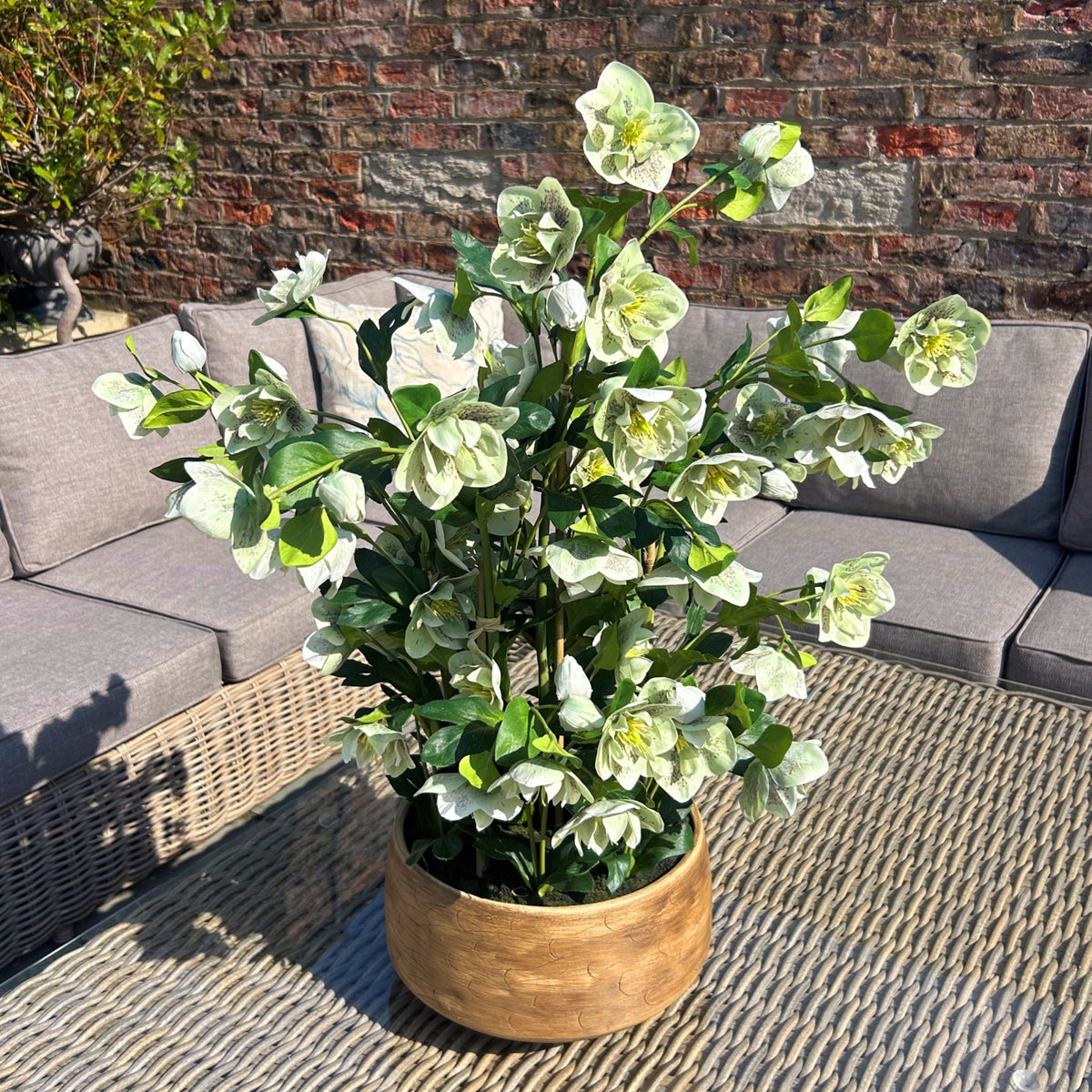 Large Green Hellebore In Taupe Pot - view 2